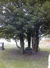 Blood family grave under yew bush