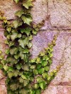 Ivy on City Tomb