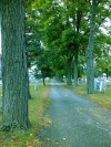 Trees planted down this road "like columns"