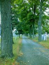 Trees planted down this road "like columns" 