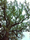 Mature Tree in Valley Cemetery