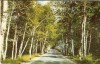 Birch Trees alone road, New Hampshire